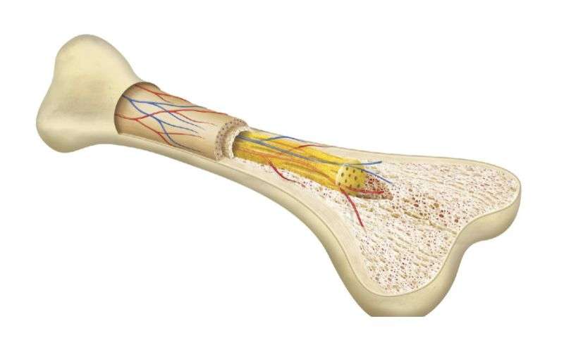 bone marrow transplant in thailand